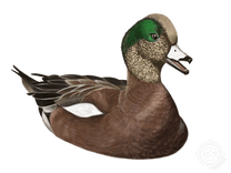 American Wigeon