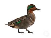 Green-winged Teal