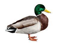 Mallard