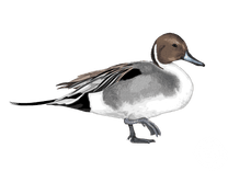 Northern Pintail