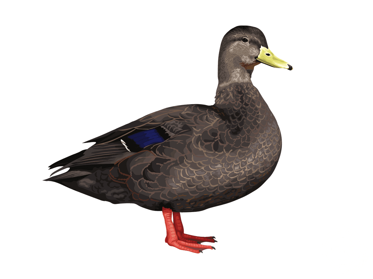 Black Duck